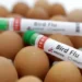 الفلبين تعلن تفشي إنفلونزا الطيور H5N1