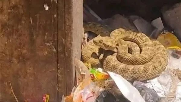 حقيقة ظهور أفعى ضخمة في نجع حمادي.. رئيس المدينة يكشف مفاجأة