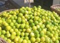 نقيب الفلاحين يكشف أسباب ارتفاع أسعار الليمون