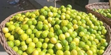 نقيب الفلاحين يكشف أسباب ارتفاع أسعار الليمون