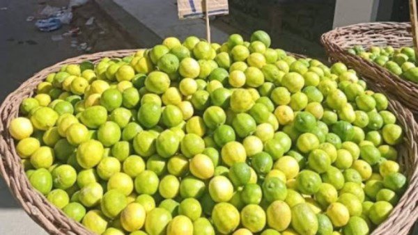 نقيب الفلاحين يكشف أسباب ارتفاع أسعار الليمون