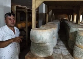 ضبط 3 أطنان جبنة رومي فاسدة بمطروح