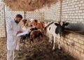 نقيب الفلاحين : إهمال التحصين يهدد الثروة الحيوانية.. واللقاحات متوفرة