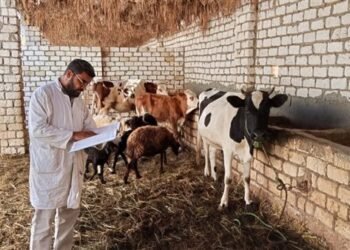 نقيب الفلاحين : إهمال التحصين يهدد الثروة الحيوانية.. واللقاحات متوفرة
