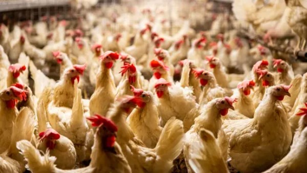 شعبة الدواجن تحذر: صغار المربين مهددون بالإفلاس