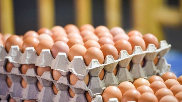 البيض يحافظ على أسعاره.. واستثمارات الدواجن تتجاوز 200 مليار جنيه